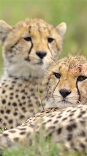 Cheetahs Relaxing in the Wild 🐆 | African Safari Short
