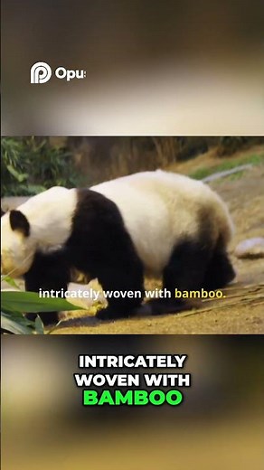 Giant Panda | Bamboo Bear's Amazing Evolution Explained