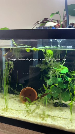 Panic Attack Over My Missing Pea Puffer Fish