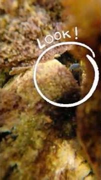 Crete Mood | Snorkeling Anissaras Crete Crystal Clear Water · Part 27