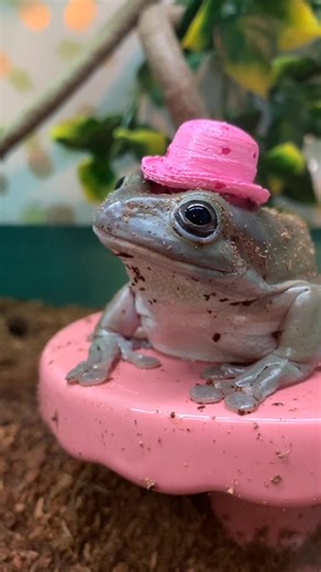 Adorable Frogs Wearing Hats Compilation