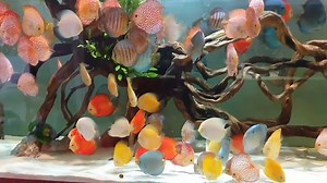 90K views · 5.2K reactions | DISCUS HOUSE. The biggest Discus Fish Farm in Vietnam <3 Thanks to Discus House for this new, amazing Video !!! Tank Size 350X100X100. For a better Quality watch it on my youtube channel here: https://www.youtube.com/watch?v=szf1vho0I-w Enjoy this amazing Discus Collection all. Visit Discus House on Facebook: https://www.facebook.com/DiscusHouseVietnam | Volkers Discus Paradise Berlin | Facebook