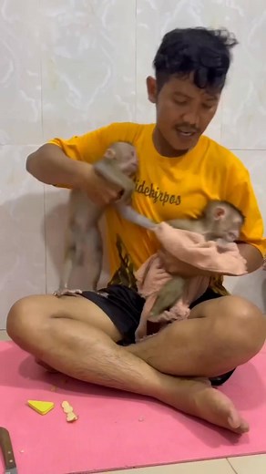 So funny 😆 a little monkeys | BiBi family