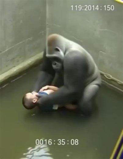 last moments at the Cincinnati Zoo and what the surveillance footage revealed was shocking... | Whis News