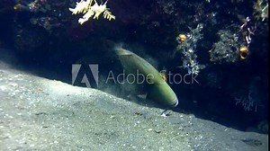 Striped triggerfish (Balistapus undulatus) eating on the sand