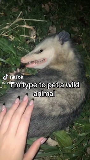 Exploring Opossums: Wild Animals Insights