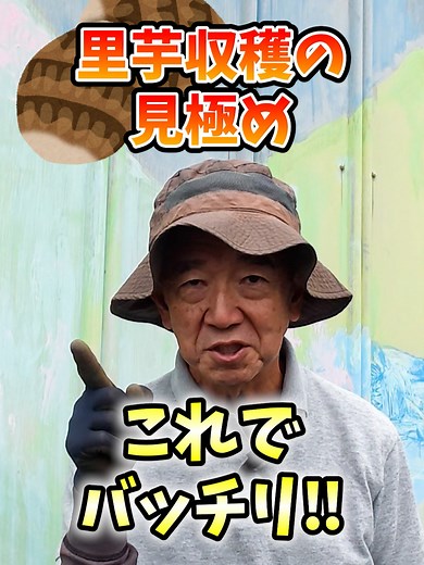里芋栽培で収穫タイミングを確実に見極めるコツ！#家庭菜園 #里芋栽培 #里芋の育て方 #収穫 #凍害 #霜害 #農園 #栽培