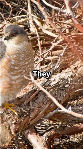 The Secret Life of Sharp-Shinned Hawks! #hawks #birds #shortvideo #shorts