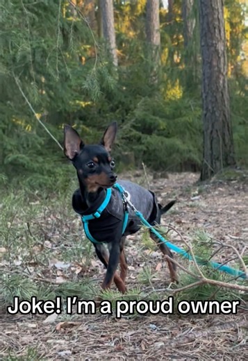 Embracing the Joy of Small Dog Ownership