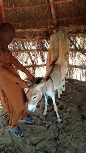 The Donkey Thought It Was Serious… But They Were Only Joking! 😂🐴