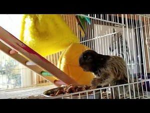 Marmoset Monkeys For Sale