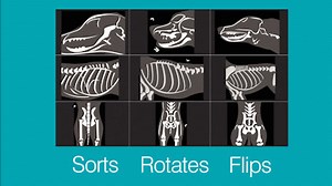 The IDEXX Web PACS advanced viewer - powered by artificial intelligence and automated into patient records on VetConnect PLUS. Sign up for a FREE demo today! https://bddy.me/3Bd9X4A | IDEXX