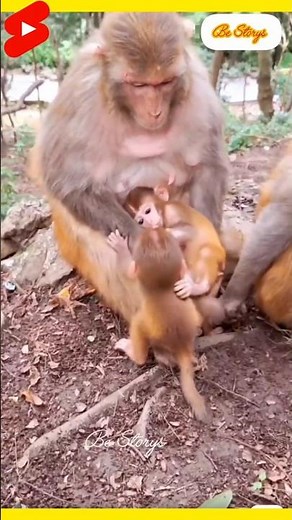 ❤️🙊A baby monkey fell from a tree… mother's love saved its life #animals #entertainment #cute