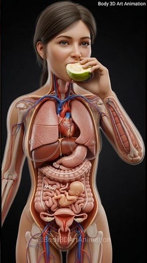 Realistic 3D Digestion Process: How the Body Eats and Digests Food | Human Anatomy Animation
