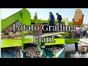 Potato Grading Machine | Automatic Potato Grader