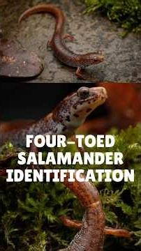 The easiest salamander ID you’ll ever make.