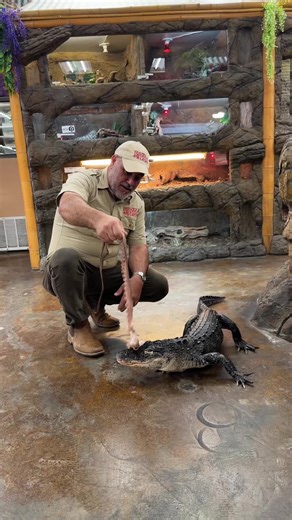 Feeding an Alligator Octopus: An Unusual Meal