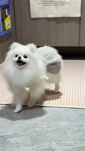 Unbelievable Transformation: See This Pup's Shocking Makeover in Just 1 Year