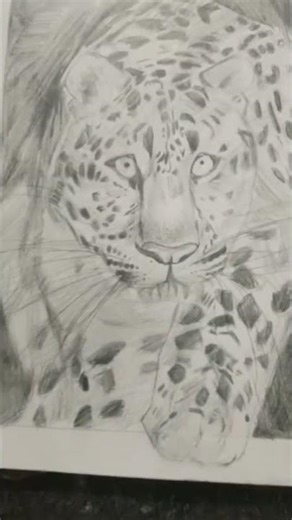 out line cheetah 🐆🐆