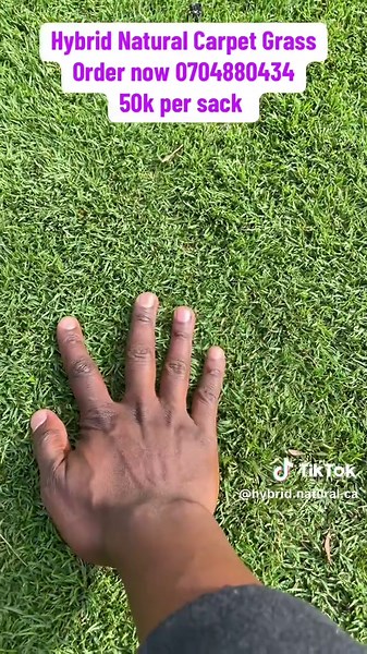 Hybrid Natural Carpet Grass on TikTok