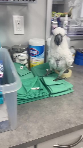 Cute Cockatoo Compilation | Funny Bird Videos