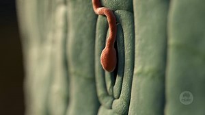 This animated video uses visualisation technology to show how rust disease invades and affects plants, and how some plants have an inbuilt resistance that allows them to survive attack. Animation by Chris Hammang | Yasser-Agronomist