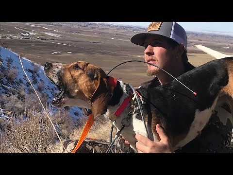 Idaho mountain Lion Hunting with Hounds