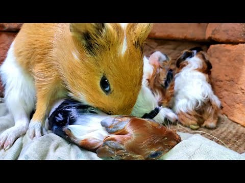 Guinea Pig Giving Birth | Birth of Guinea Pigs