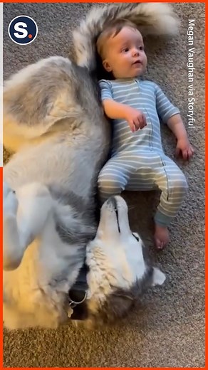 78K views · 10K reactions | An adorable husky enjoyed some cute bonding time with his owners’ baby! | storyful | Facebook
