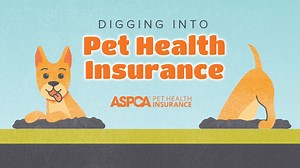 2.8K views · 14 reactions | Are you looking into pet insurance for your pal? | ASPCA Pet Health Insurance | Facebook