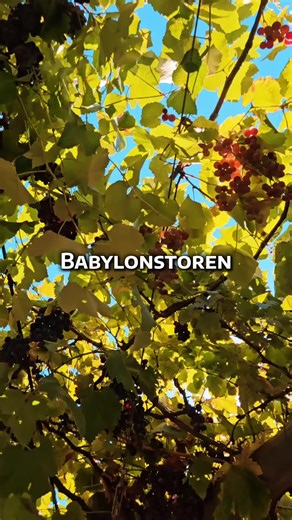 Exploring Babylonstoren: A South African Gem