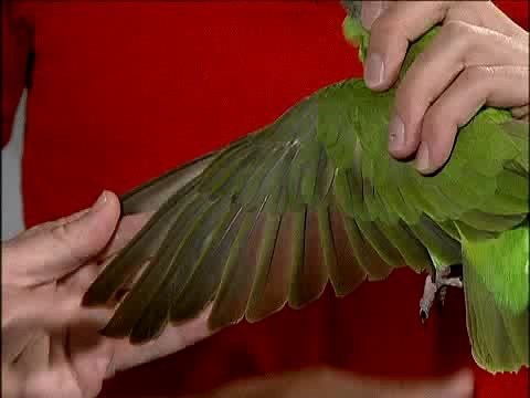 How to Clip a Parrot's Wings