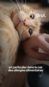 699K views · 1.4K reactions | Proposer des croquettes saines pour chiens et chats à base de protéines d'insectes au lieu de viande ou de poisson, c'est l'idée de Basile et sa marque Reglo. Pour lui, ces protéines alternatives peuvent être bénéfiques pour les animaux de compagnie et pour la planète. Voilà pourquoi. | Brut | Facebook