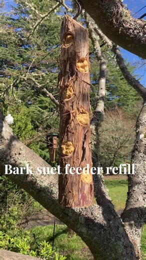 Bird suet log feeder #birdfeeder #asmrsounds