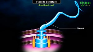 Flagella Staining: Procedure, Results • Microbe Online