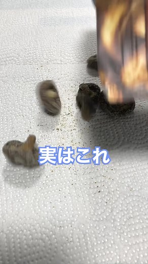 シイタケスナックのコストコレビューと美味しさ