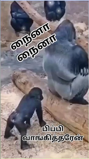 “🤣 Funniest Chimpanzee Moments Ever! 🐒🔥 | Viral Comedy Short”