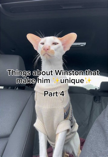 Unique Traits That Define Winston: Part 4