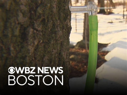 They're Getting Maple Syrup From Trees With A Modern Twist In Sharon, Massachusetts