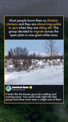 INCREDIBLE WILDLIFE SIGHTING IN SNOW