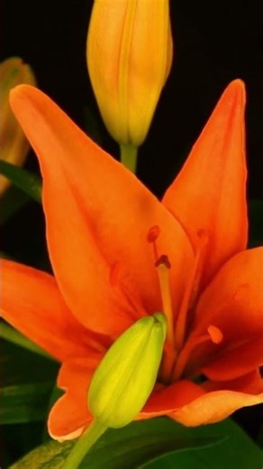 6 Blooming Serenity 🌸 | Relaxing Nature Shorts #romance #meilleureschansons #花 #봄 #봄꽃 #Relaxation