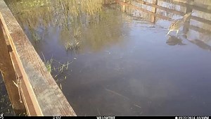 Lovely to have this bittern caught on film at Willow Tree Fen. This rare, shy and well camouflaged heron species with its distinctive booming call is thriving in the reedbeds on several of our reserves now, and has been spotted at sites including Whisby and Deeping Lakes this winter, as well as Willow Tree and its stronghold at Far Ings. | Lincolnshire Wildlife Trust
