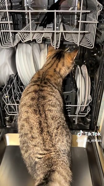 Tro det eller ej, men Plåtis hoppade in där själv. #fyp #foryou #fördig #foryoupage #katt