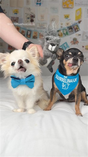 16K views · 1.3K reactions | The squirrel never had a chance ️ Maya...