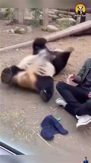 Funniest Panda Moments Compilation 2026 | Dungi Wildlife Funny Animals