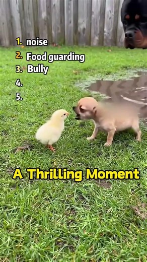Wild Dog Fight Compilation