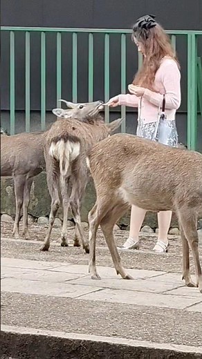 奈良公園の鹿は本当に優しい！観光客の手からそっと鹿せんべいを食べる癒しの瞬間 🦌💕#NaraPark #DeerFeeding #JapanTravel #鹿 #おじぎする鹿 #バズ動画 #おすすめ