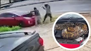 Man gets shock of his life when he finds massive python under car hood - NewsBreak