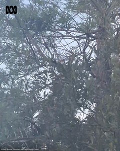 *TURN SOUND ON FOR THIS ICONIC "STORM BIRD" CALL* 👂👀🐦 Are you familiar with this distinctive and haunting call of the male common koel, which echoes through our neighbourhoods each spring? Is there one currently calling near you...day and night? 😀 It's a large glossy black bird, and the call starts as a melodic two-note 'koo-eee' call, but progressively rises in pitch and intensity to a loud and piercing call as the breeding male reclaims his territory and attempts to attract a mate. This on