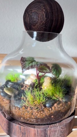 Handmade Glass Terrarium With Rare Begonia – Mini Indoor Moss Planter - Etsy